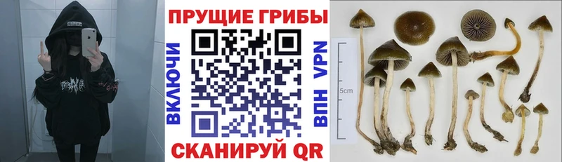 Псилоцибиновые грибы прущие грибы  Сорск 